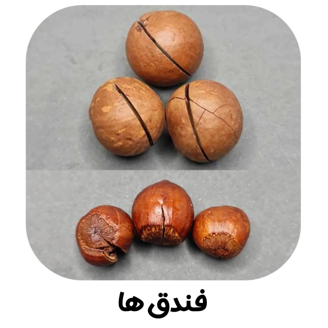 فندق ها