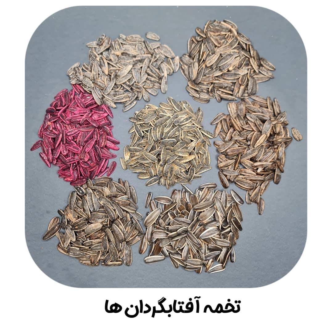 تخمه افتاب گردان