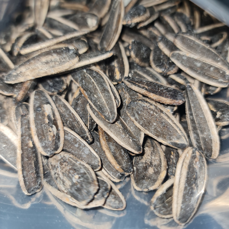 تخمه افتاب s300